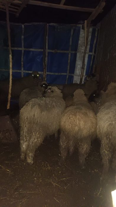 Vand 3 berbeci foarte frumosi