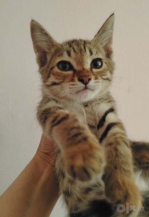 Безплатно котята