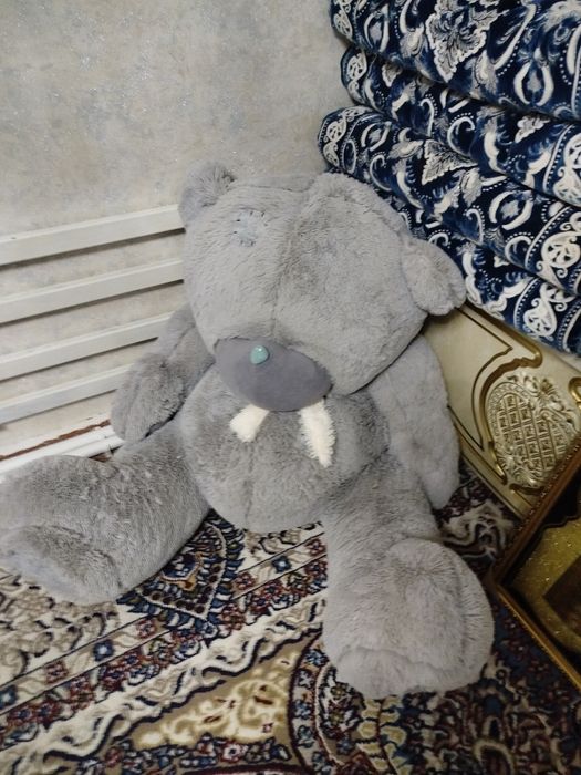 Tedy ayiqcha sroshni sotiladi