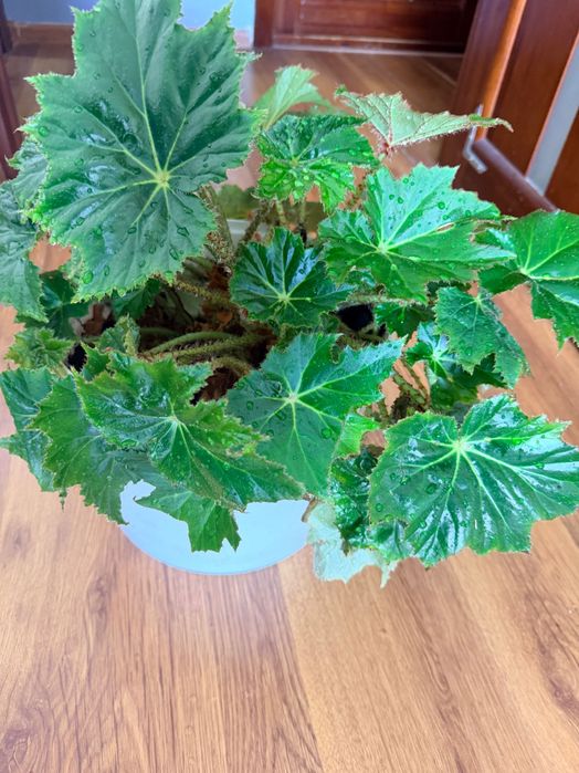 Домашний цветы Бегония