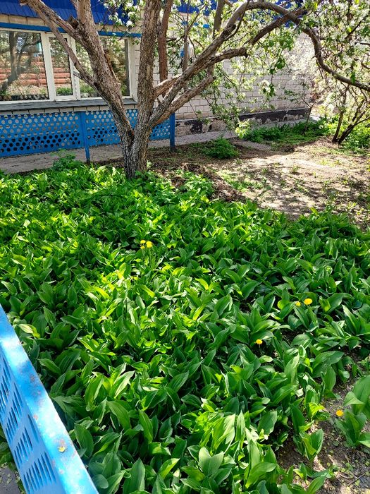 Продам дом в Сортировки. 9 соток.