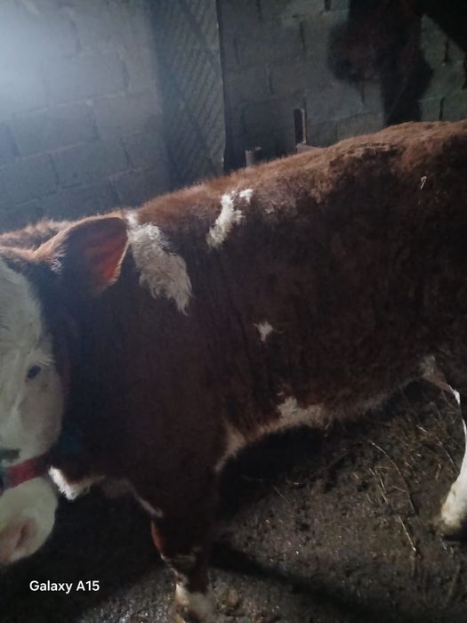 Vând vaci ,vitei și capre de rasa