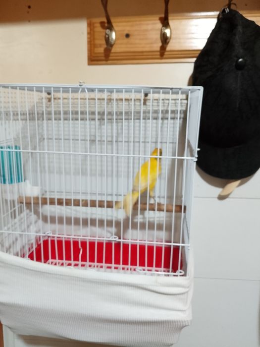 Канарейка прадается - канарейка сотилади