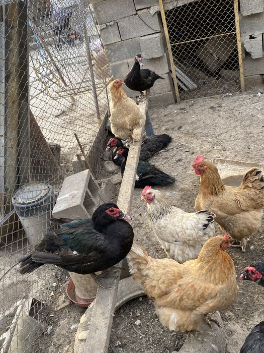 Мускуснве индоутки