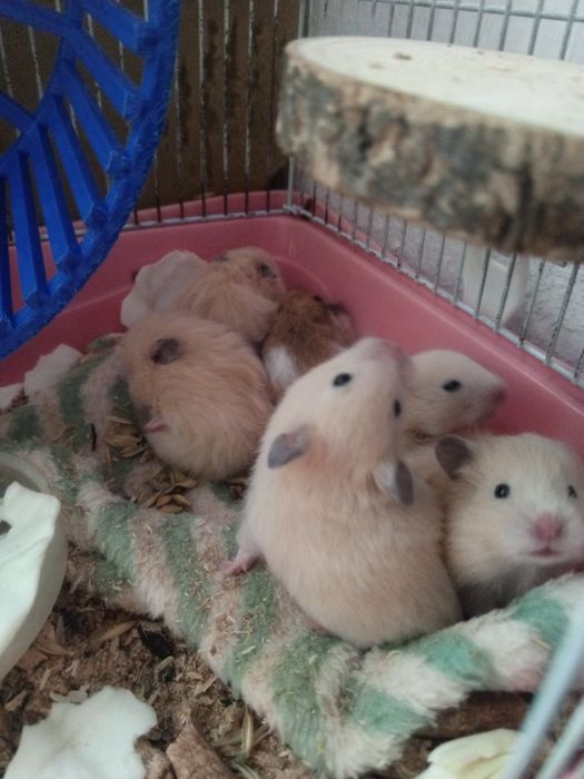 Хомяки сирийские  800 тг за 1-го
