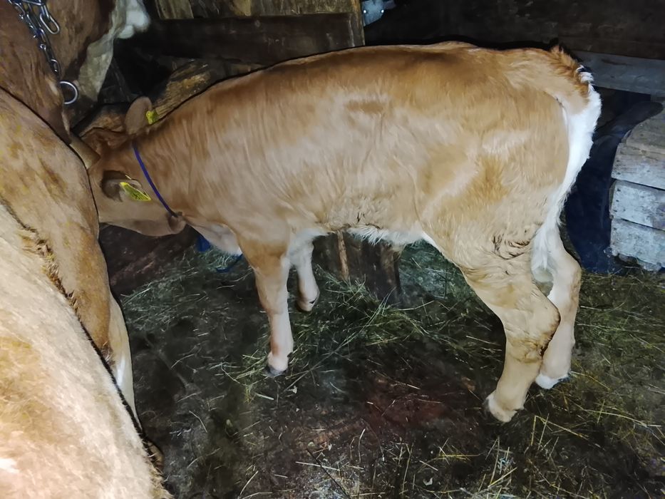 Vând vițel bălțat