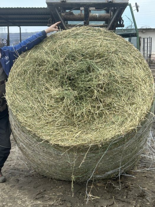 Baloti de paie, lucerna, fan