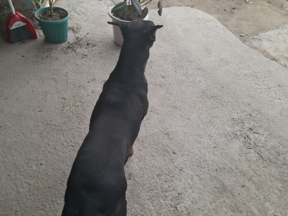 Доберман самка продается