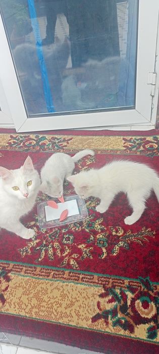Котята двухмесячные