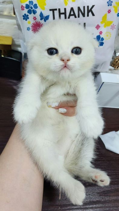 Девочка и мальчик скоттиш фолд серебристая шиншилла