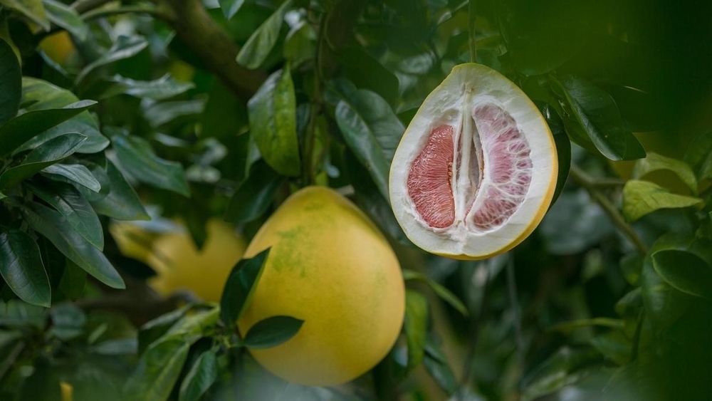 Памело саженцы для дома. #экзотика