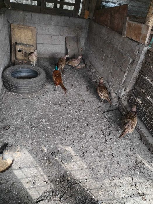 Fazani comun, recomandat consumului sau crescatorie