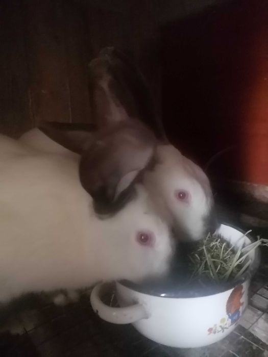 Кролики Калифорния