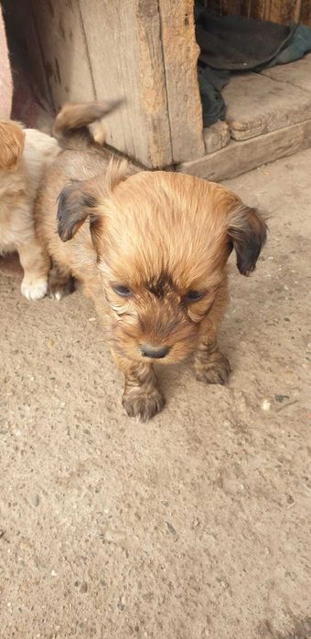 Donez căței drăgălași