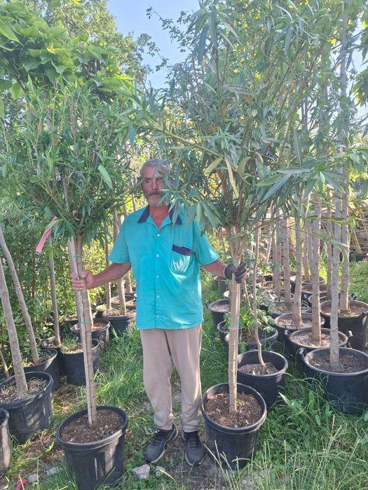 Tuia leilandii chipaross