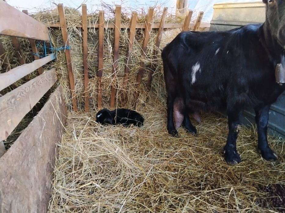 Vand  capre fătate,gestante si un țap .