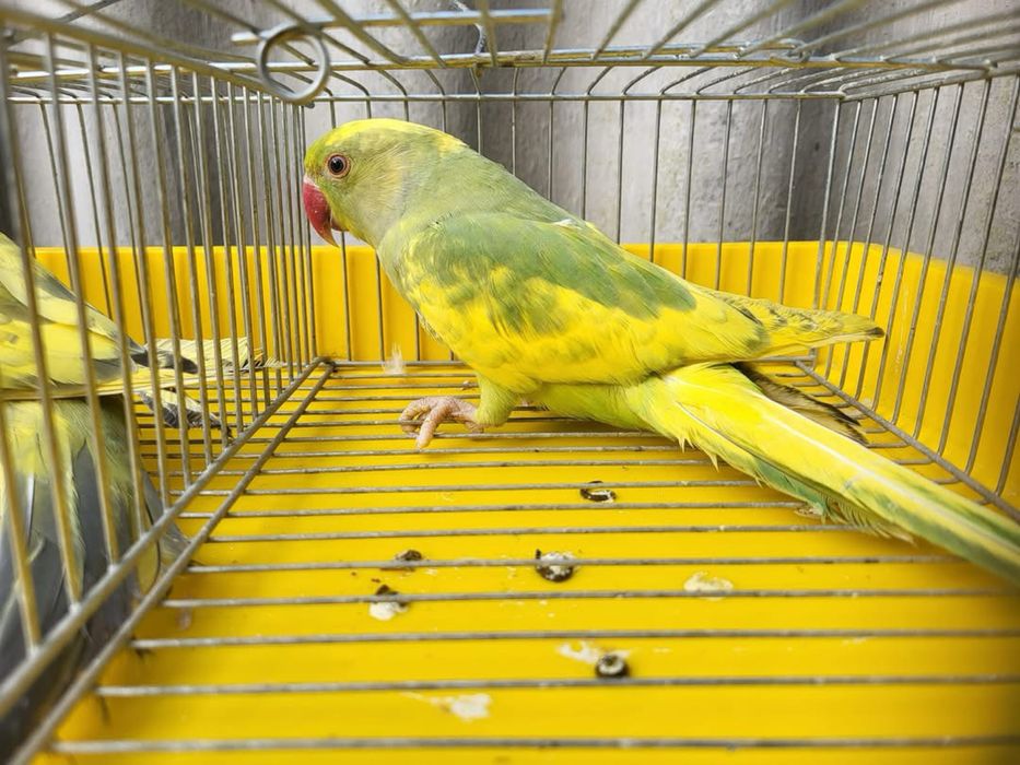 Pereche micul alexandru,pied