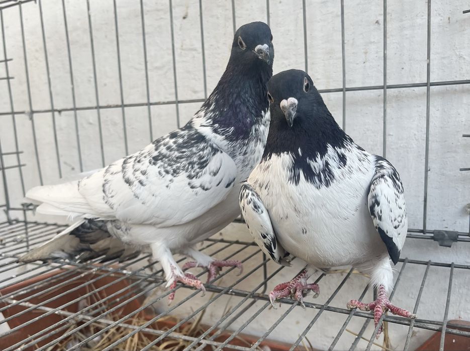 Продам молодых головастиков