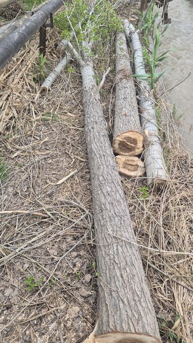 Terak to'sinlari sotiladi 4,5 metr