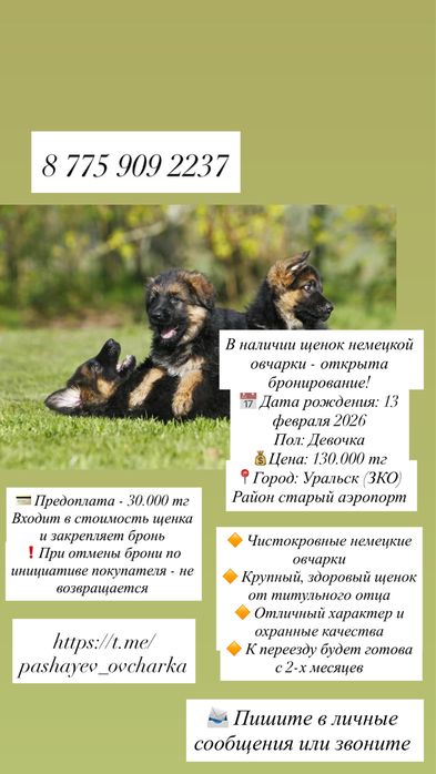 Немецкая овчарка (бронирование щенков закрыто)