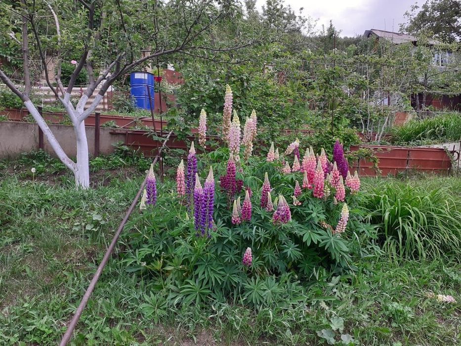 Дача участок 8 соток