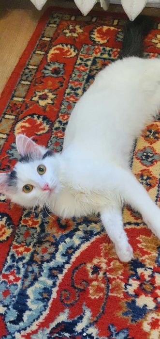 Отдам в добрые руки нежного  пушистого котенка, 4,5 мес. Снежок