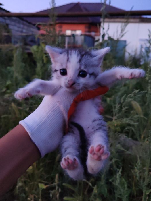 Котенок, девочка.
