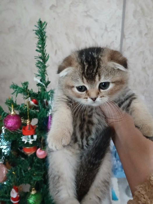 Продаю котят шиншил