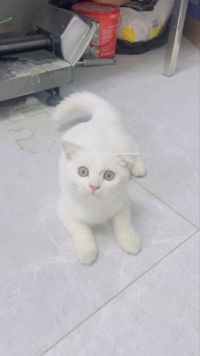 Продаю малчик 3 месяц