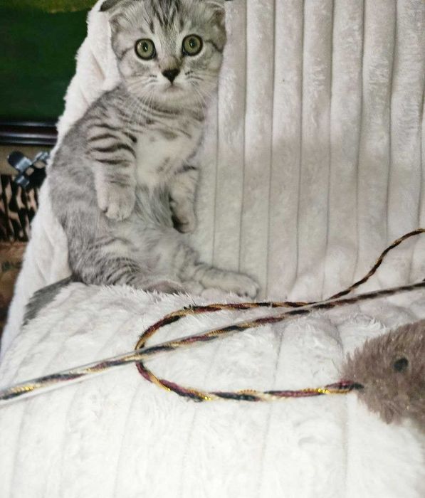 Продается котенок манчкин. мальчик
