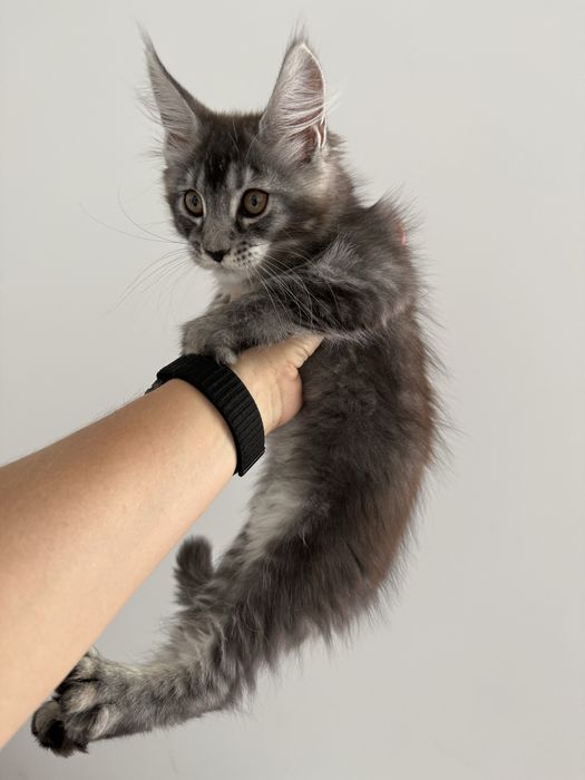 Продажа котят Мейн-кун
