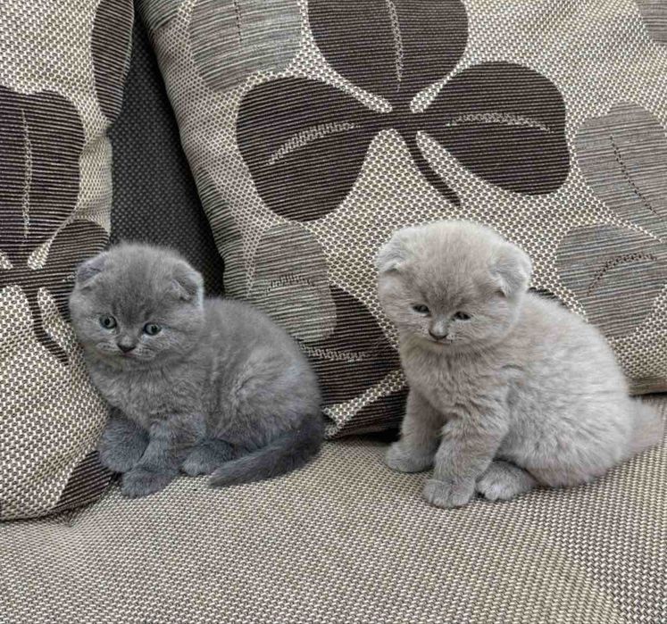 Шотландски клепоухи котета