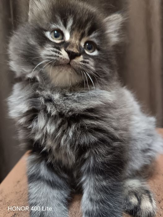 Скоттиш страйт кот