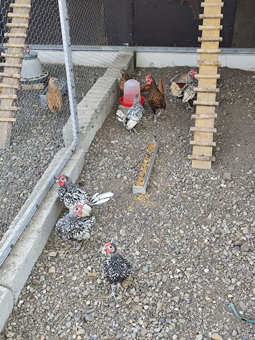 Cocosi Australorp ,porumbei și Sebright.