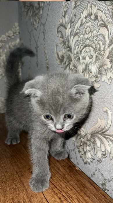 Oyoqning anusini yalang