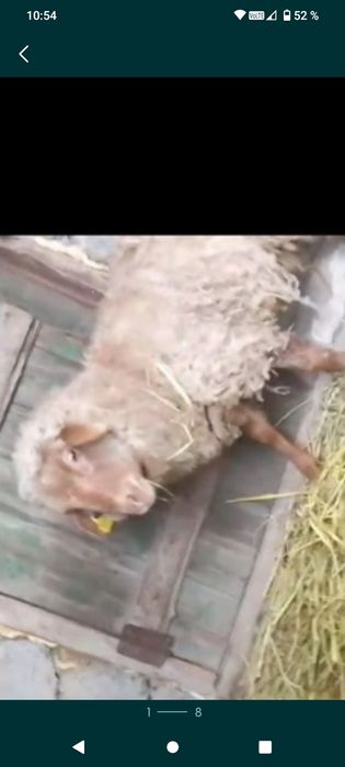 Продам баран кушкар