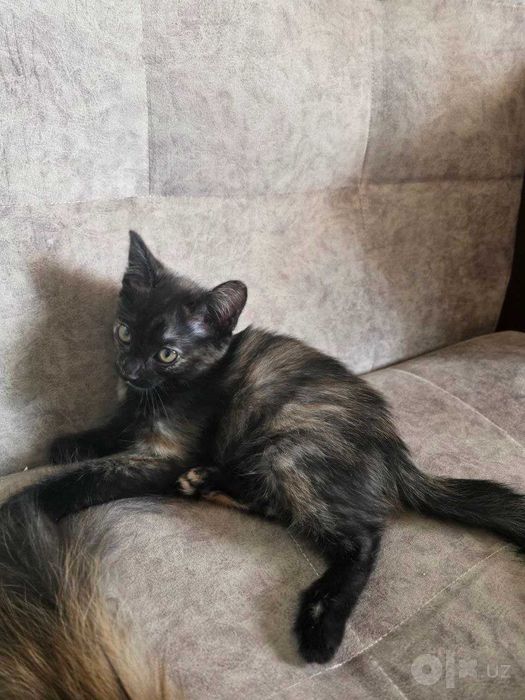Отдам пару милых котят