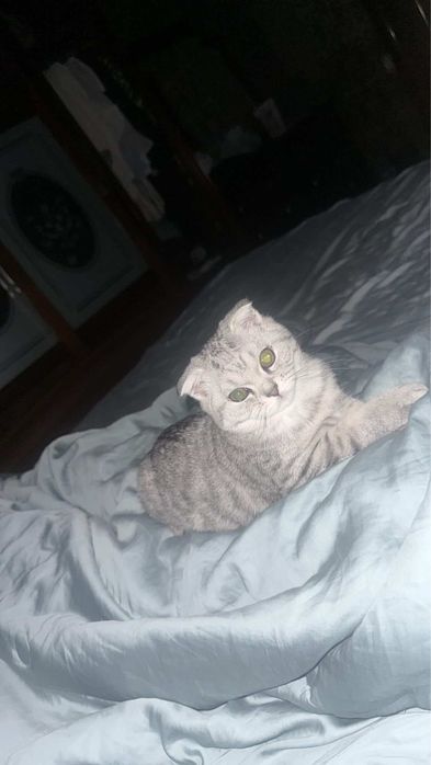 Кошка вислоухая Шотладский