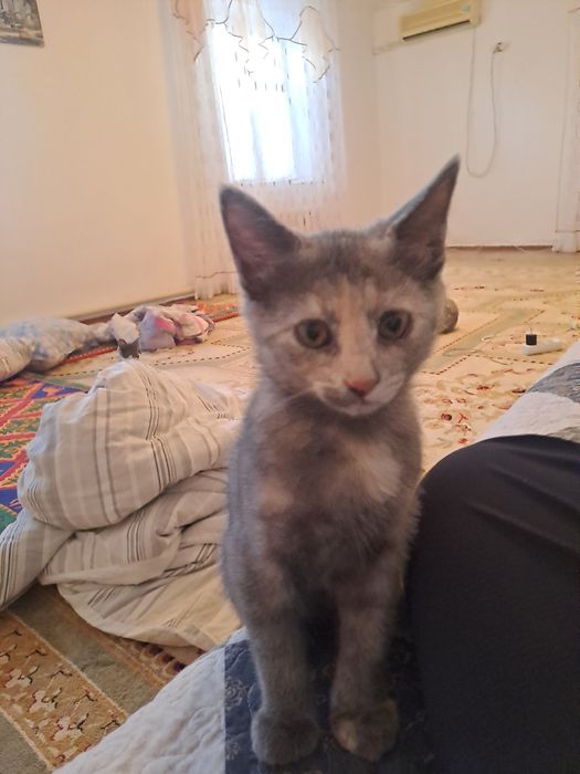 Котята бесплатно