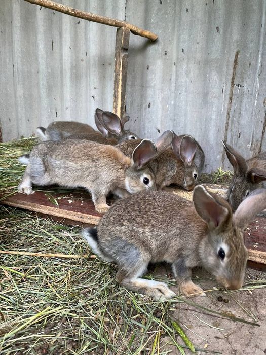 Породистые кролики