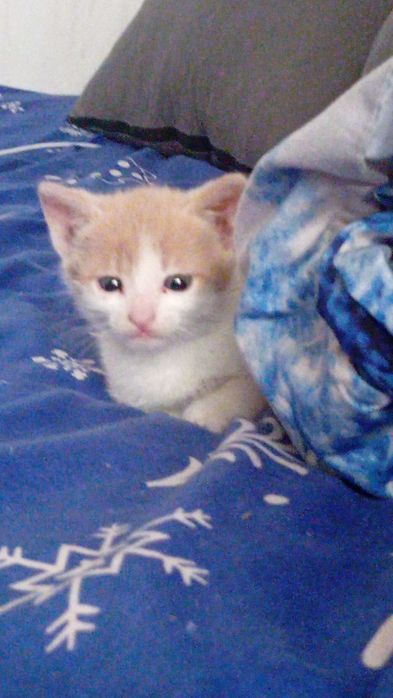 Motan în vârstă de 2 luni dat spre adopție