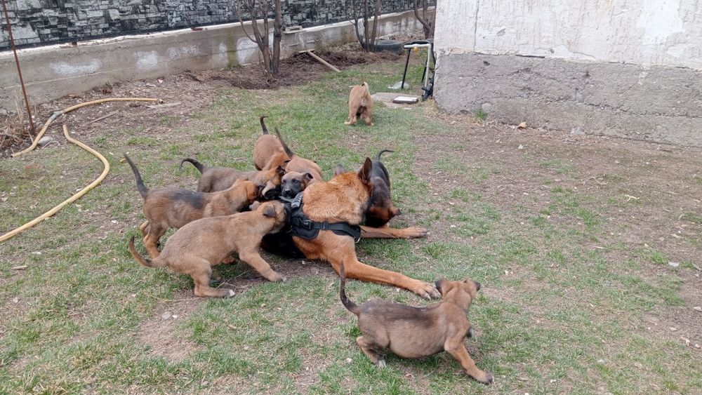 Щенки 1,5 месяц кабельи