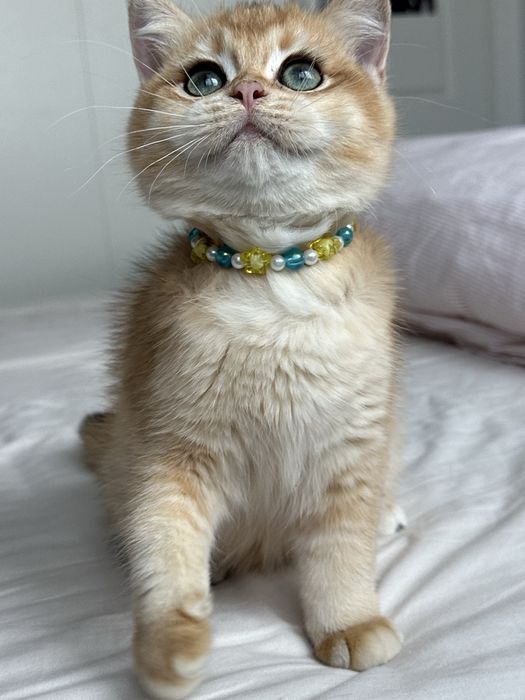 Fetita superba british shorthair golden chinchilla. Pedigree WCF
