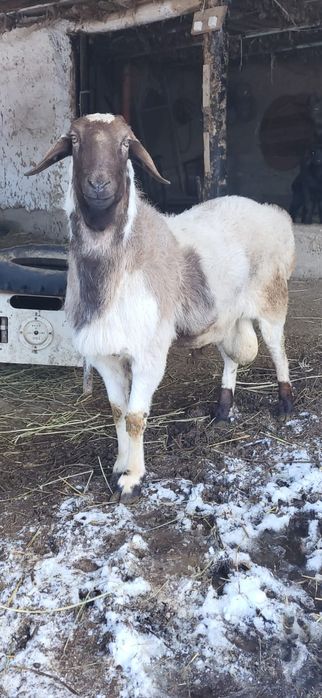 Қошқар сатылады ...