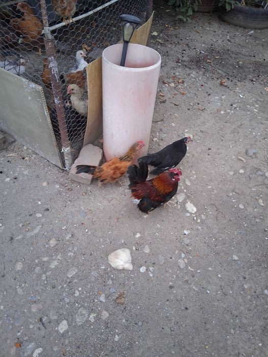 Cocoșei și gainușe pitice