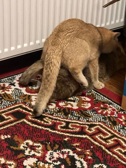 Золотистий шиншилла NY12 опитный