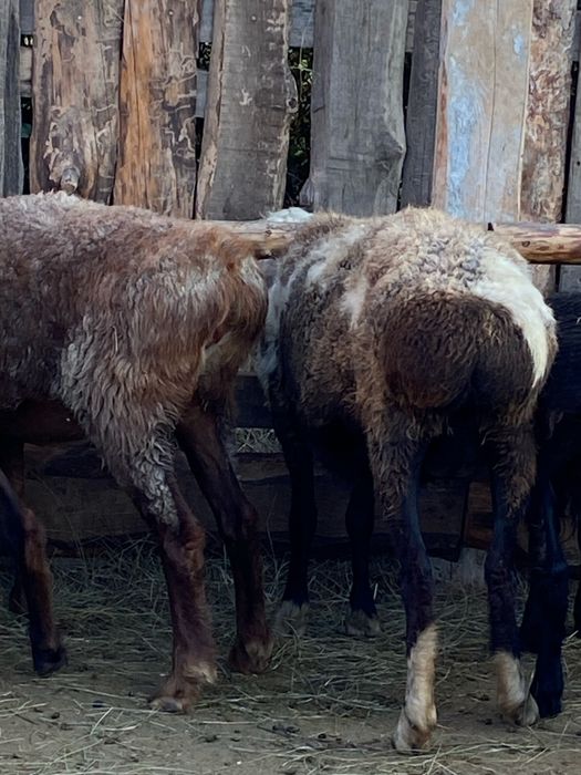 Семиз кой токты марка