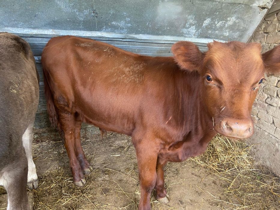 Продам бычка 6 месячного