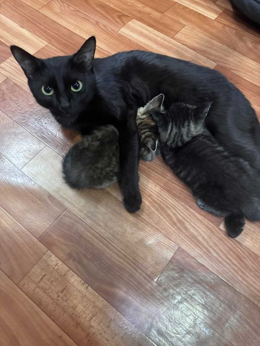 котята великолепные