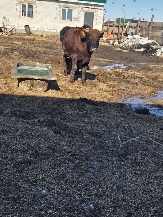 Продам бычок 1 год